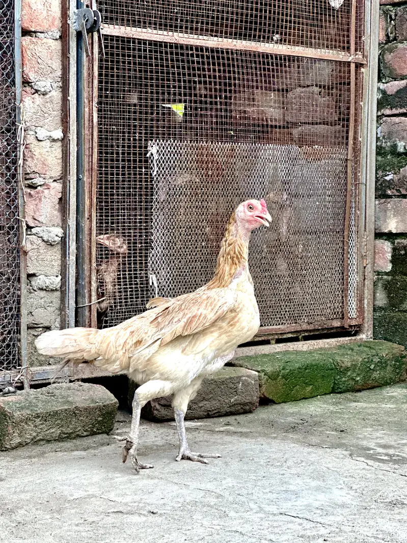 aseel hens — photo 3