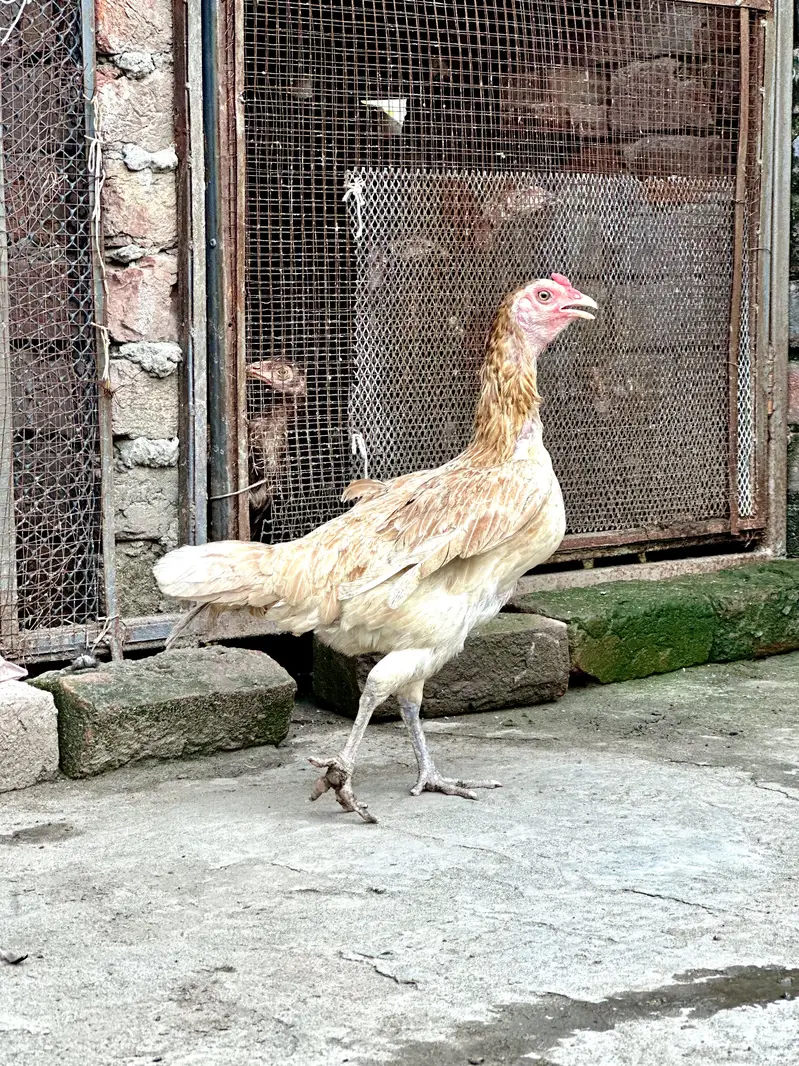 aseel hens — photo 4