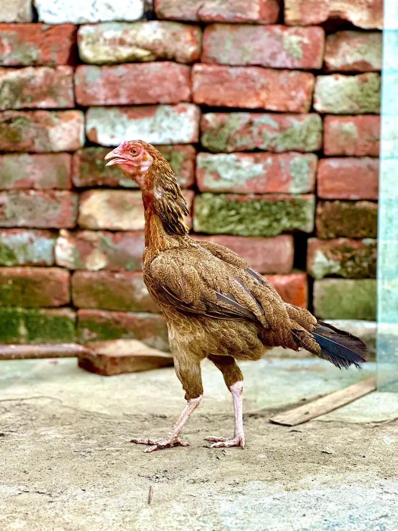 aseel hens — photo 5