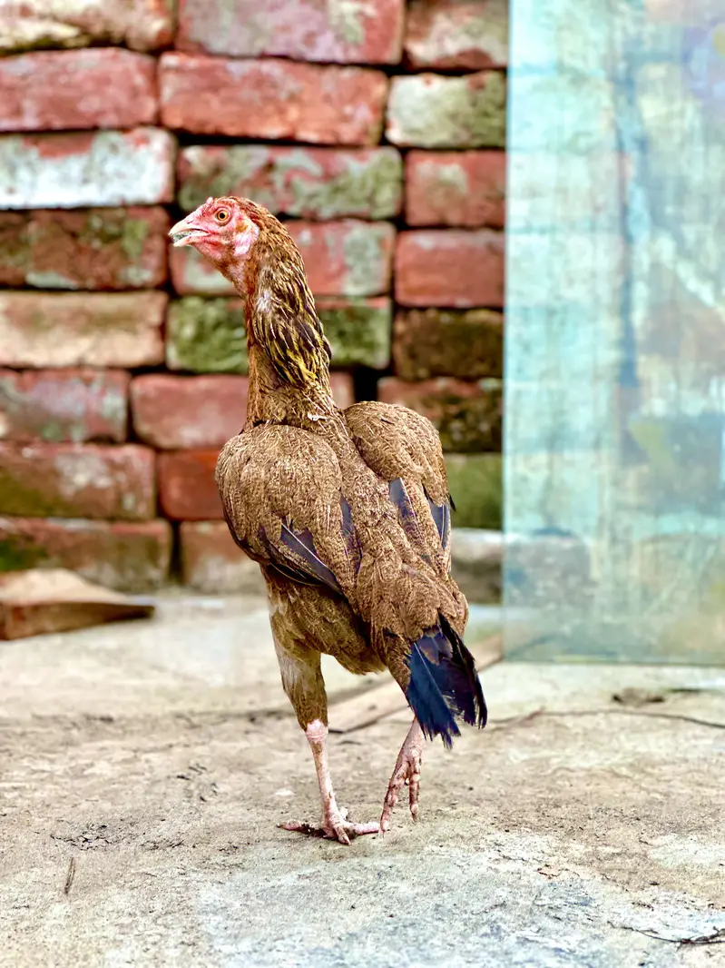 aseel hens — photo 6
