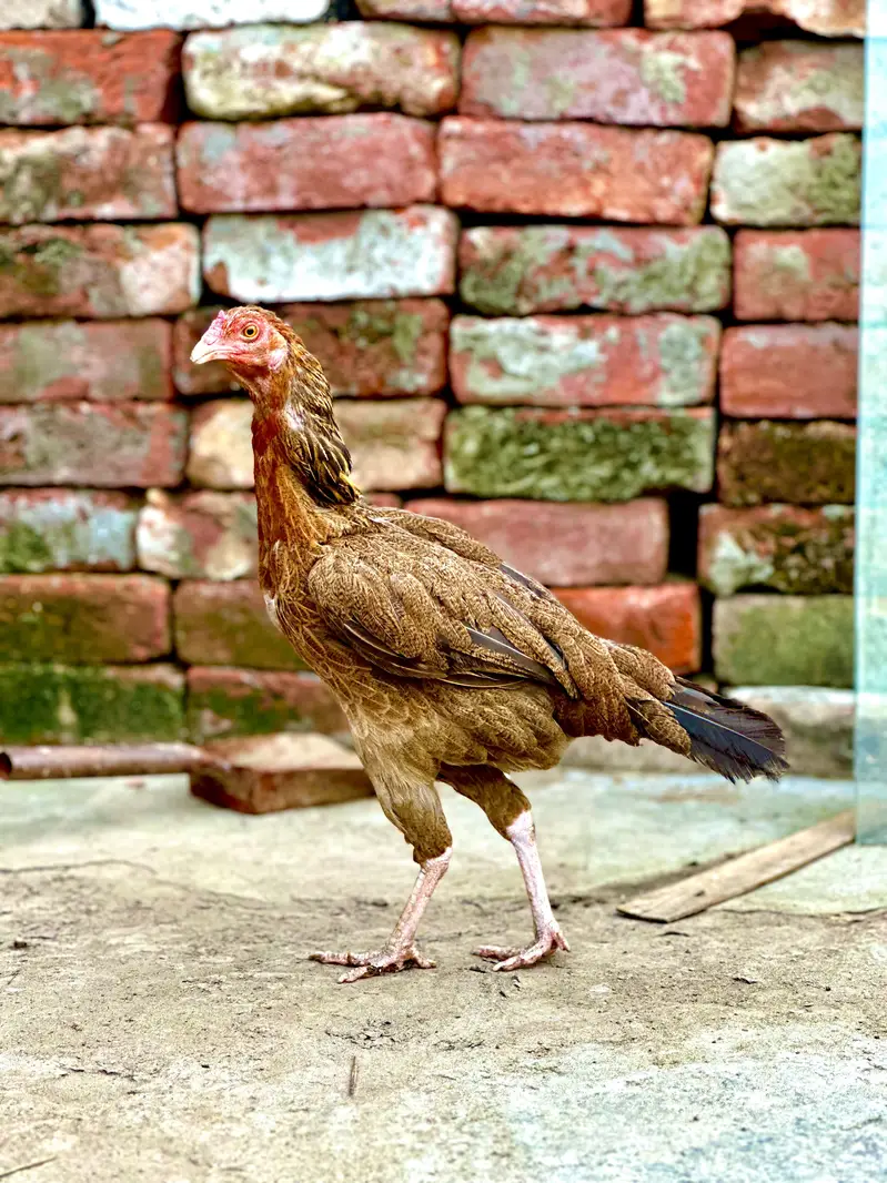 aseel hens — photo 7