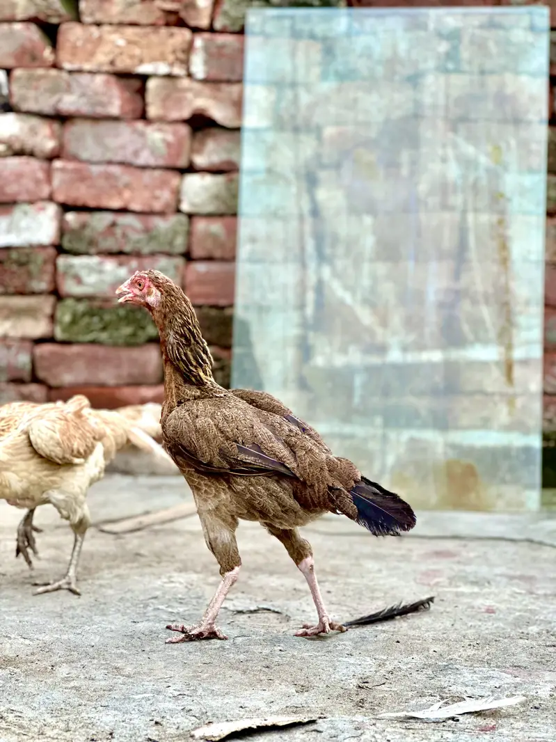 aseel hens — photo 8