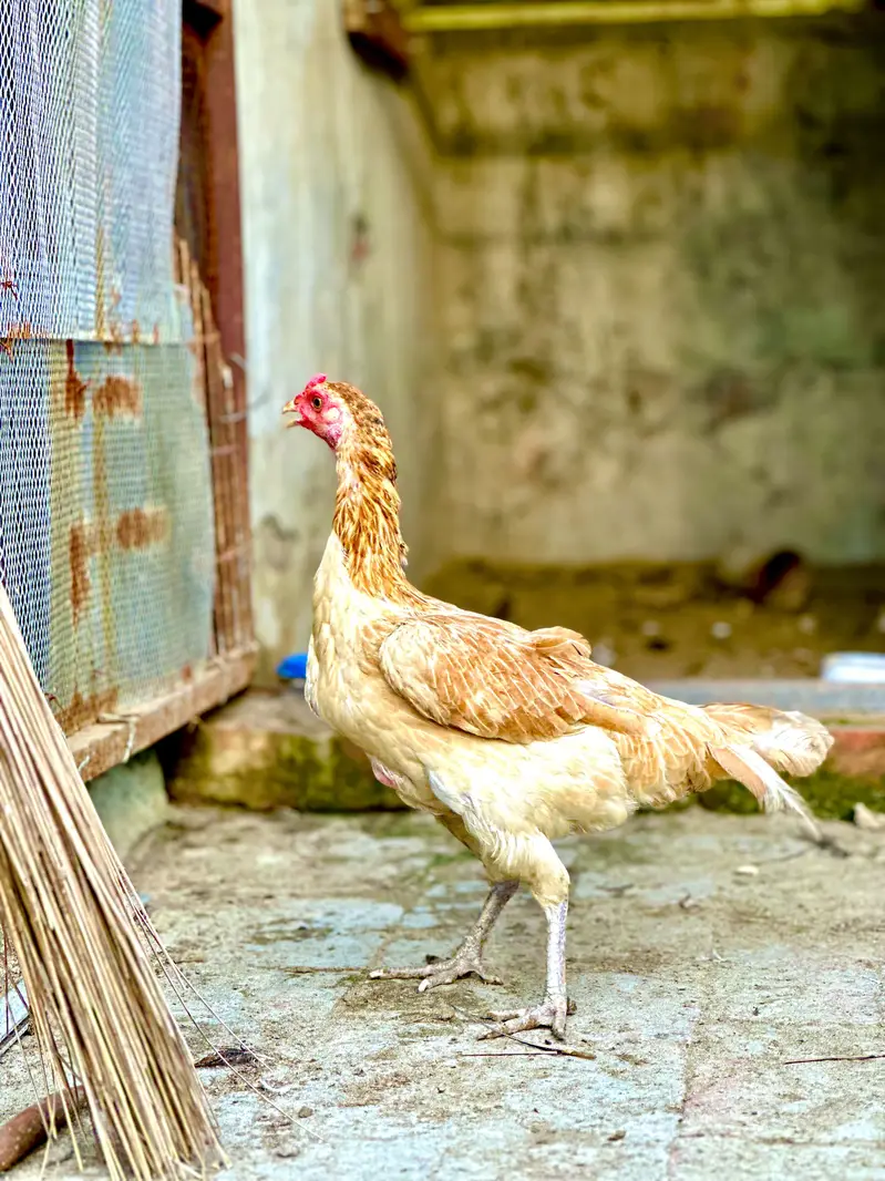 aseel hens — photo 9
