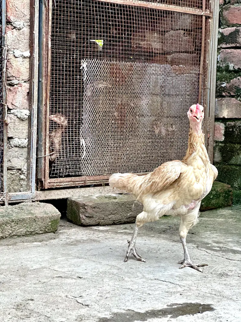 aseel hens — photo 10