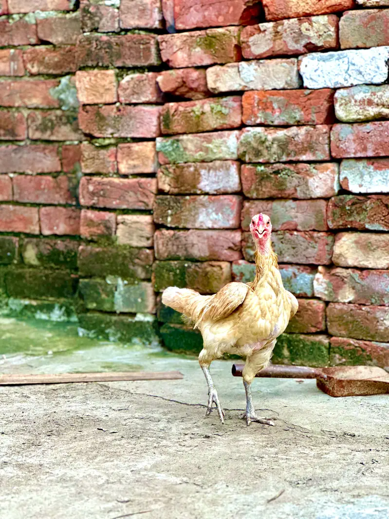 aseel hens — photo 11