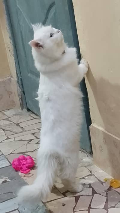 Persian