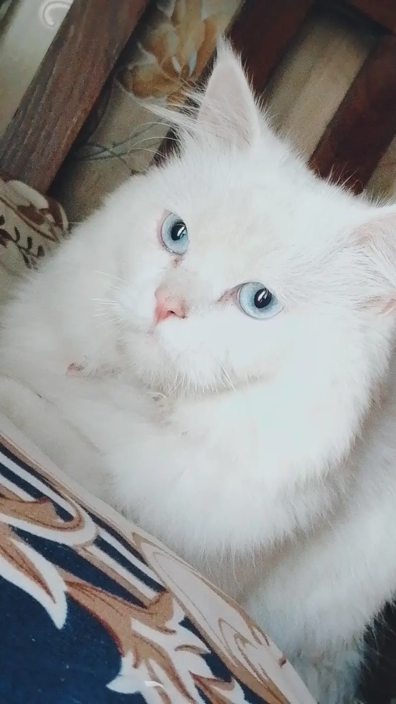 Persian — photo 2