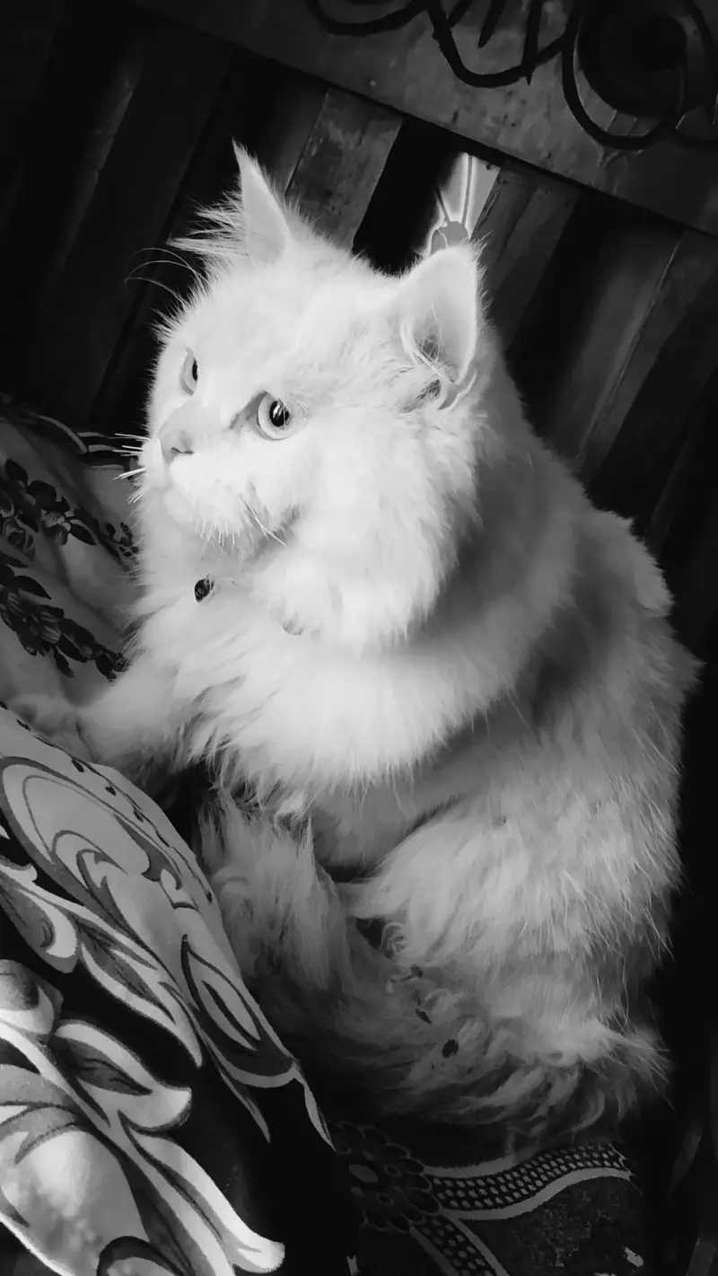 Persian — photo 3