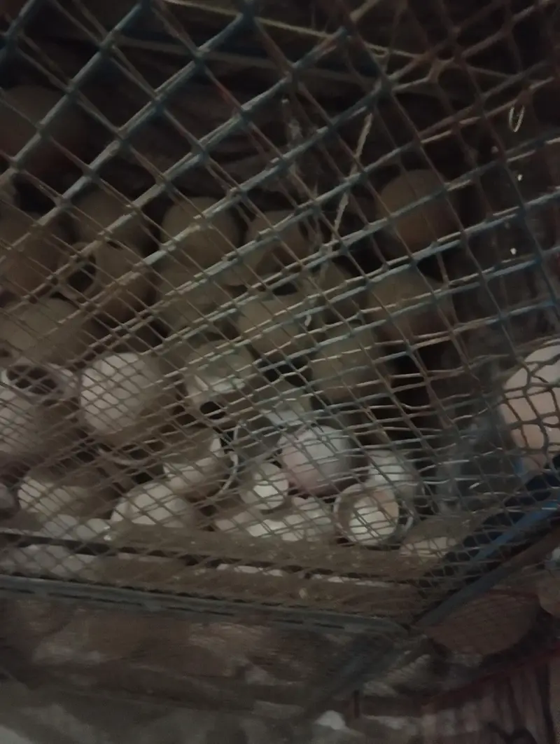 cage iron — photo 3