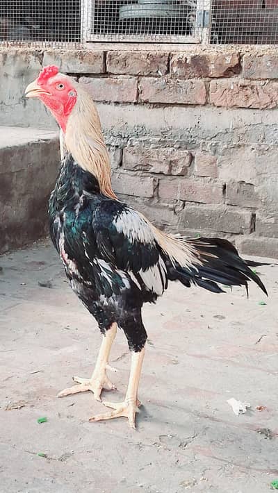 Mianwali aseel chicks Pure breed