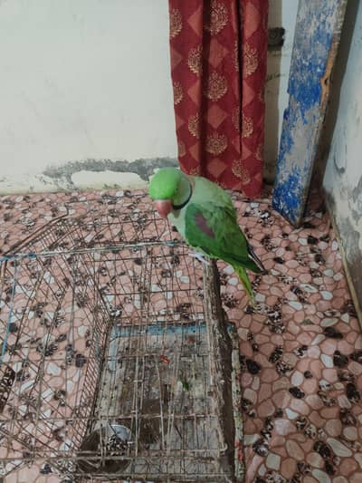 for sale urgent