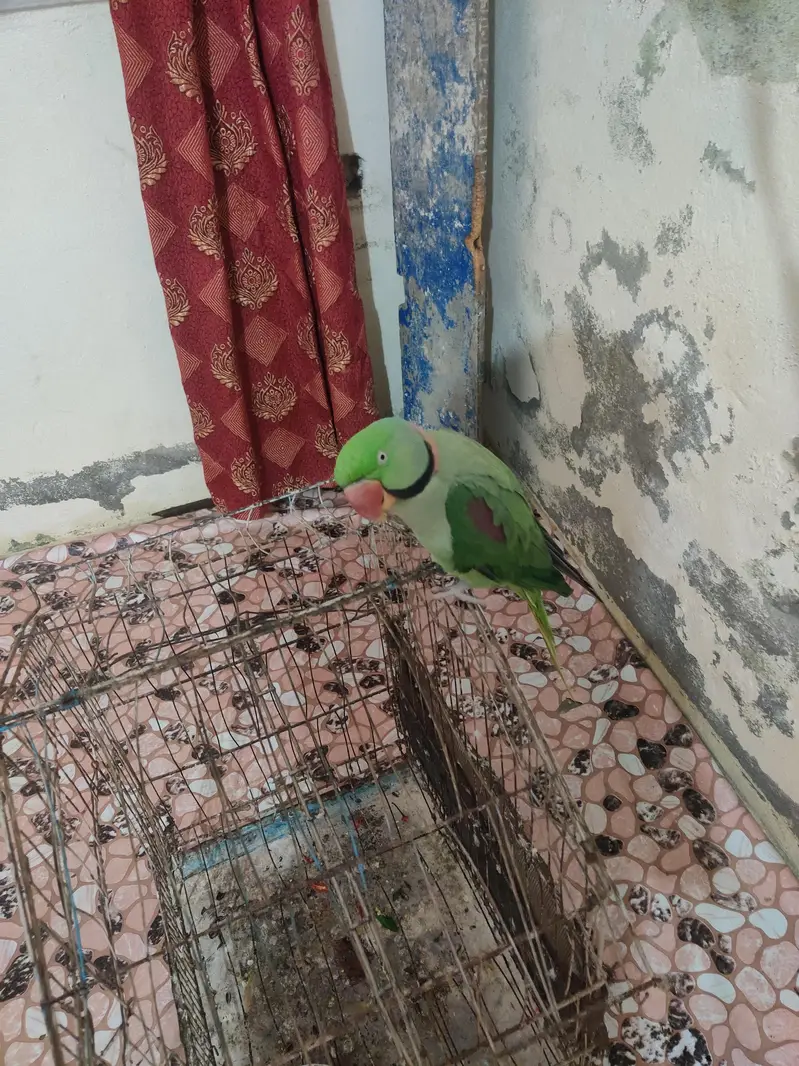 for sale urgent — photo 2