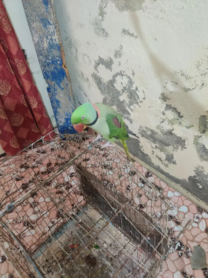 for sale urgent — photo 3