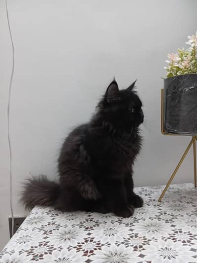 Persian cat coat