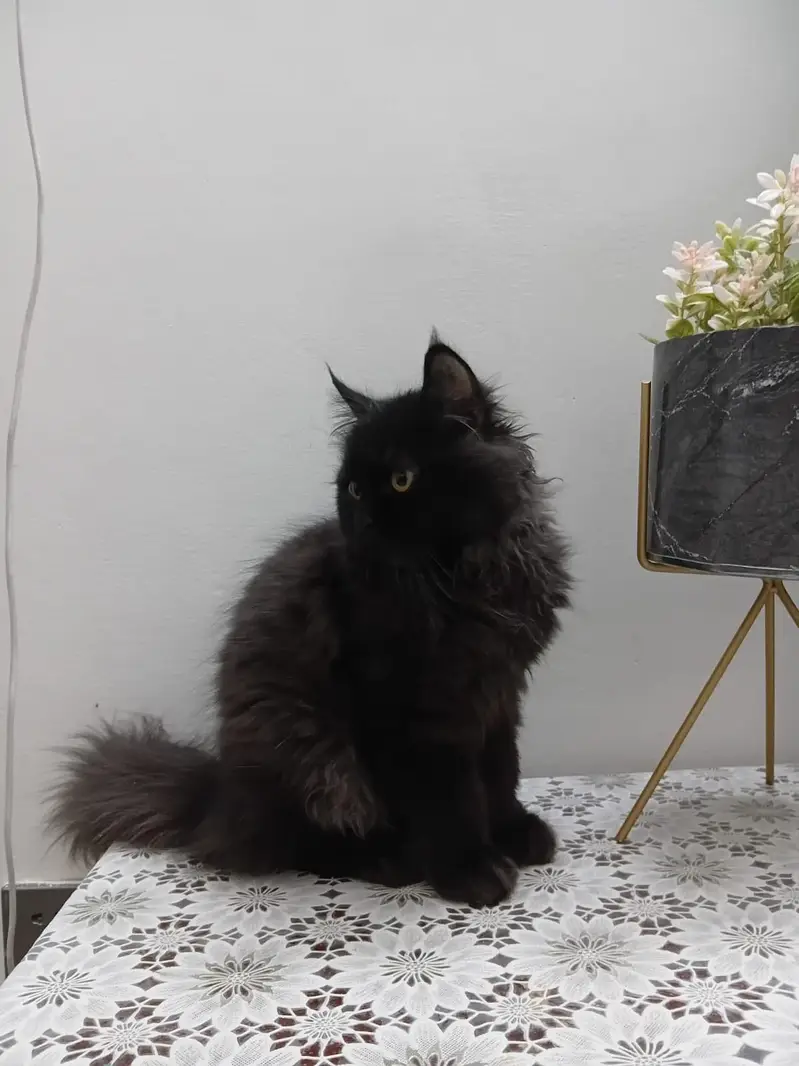 Persian cat coat — photo 2