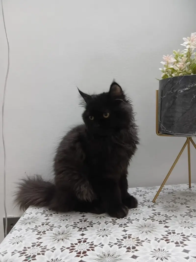 Persian cat coat — photo 3