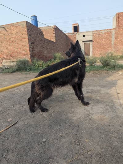 black gsd pink patigree pregnant female