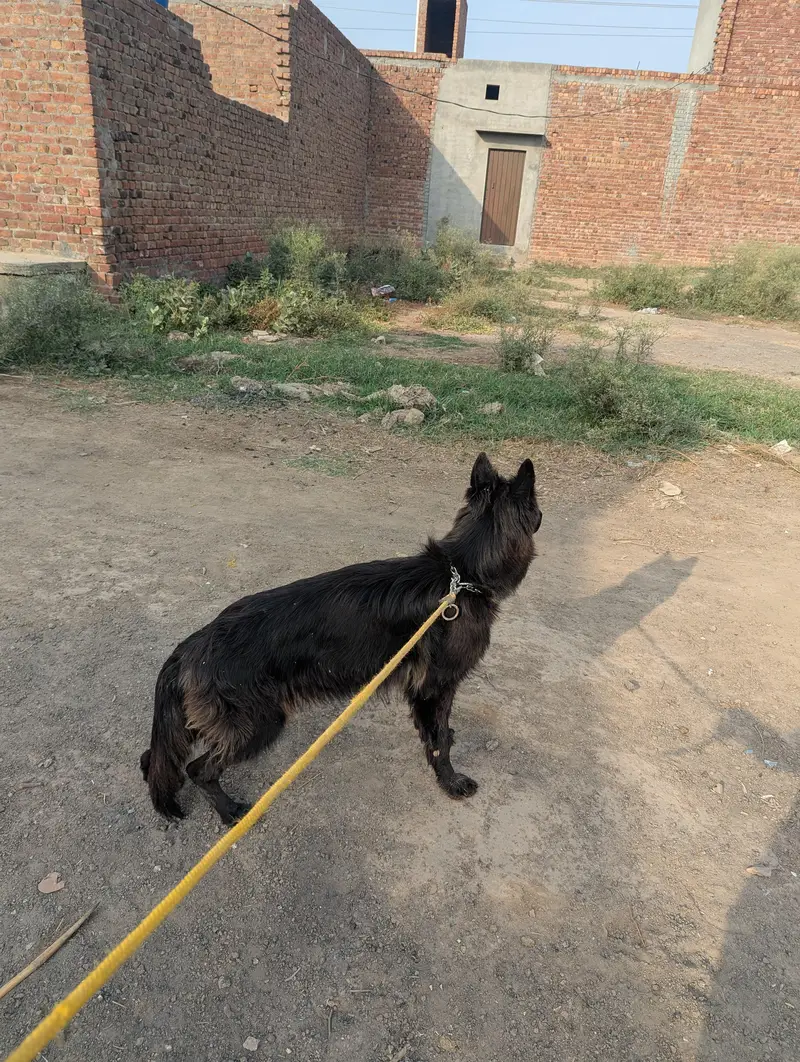black gsd pink patigree pregnant female — photo 2