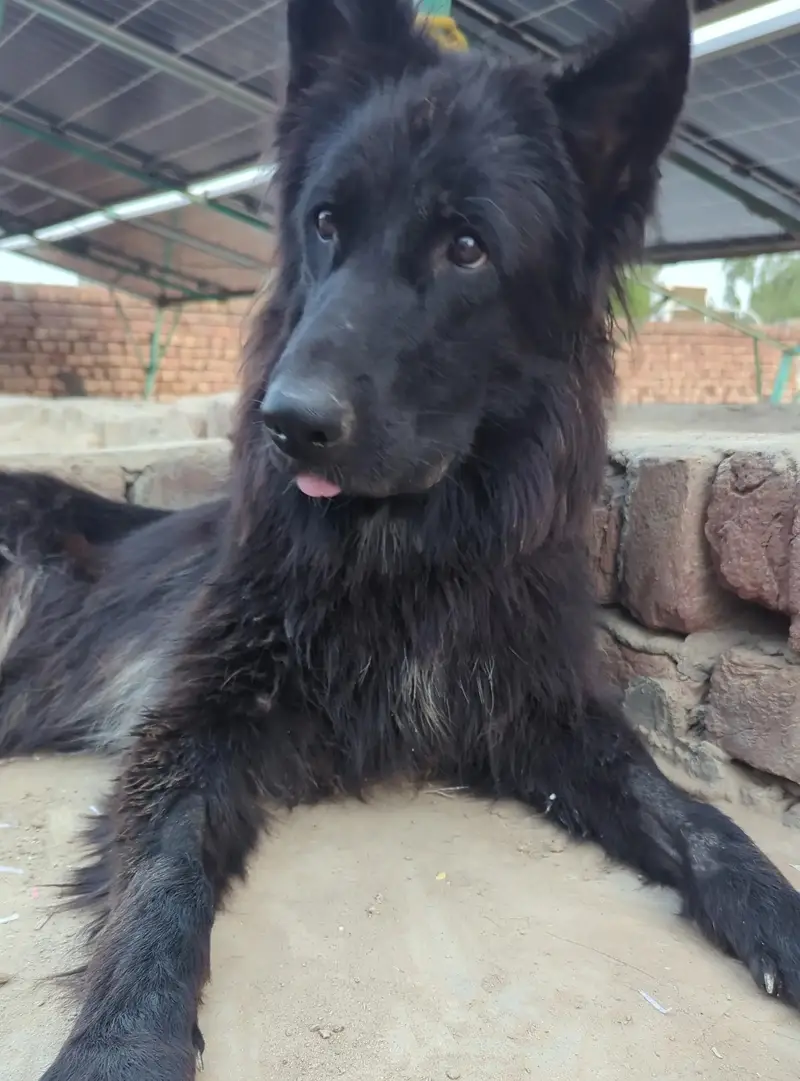 black gsd pink patigree pregnant female — photo 3