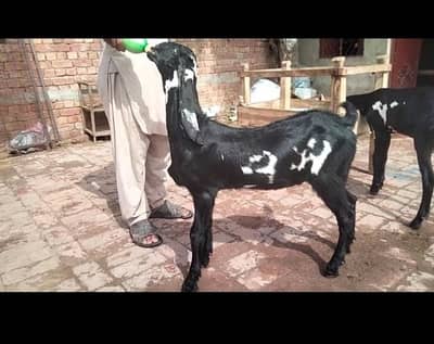 beetal Bakra breeder