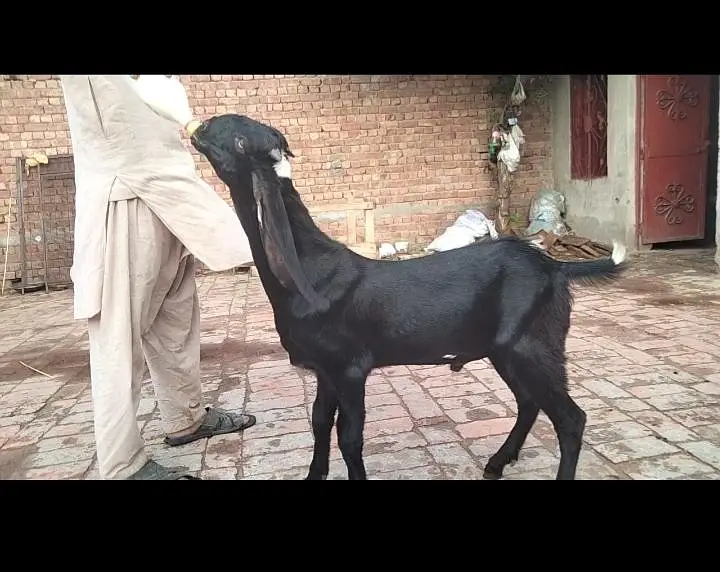 beetal Bakra breeder — photo 2