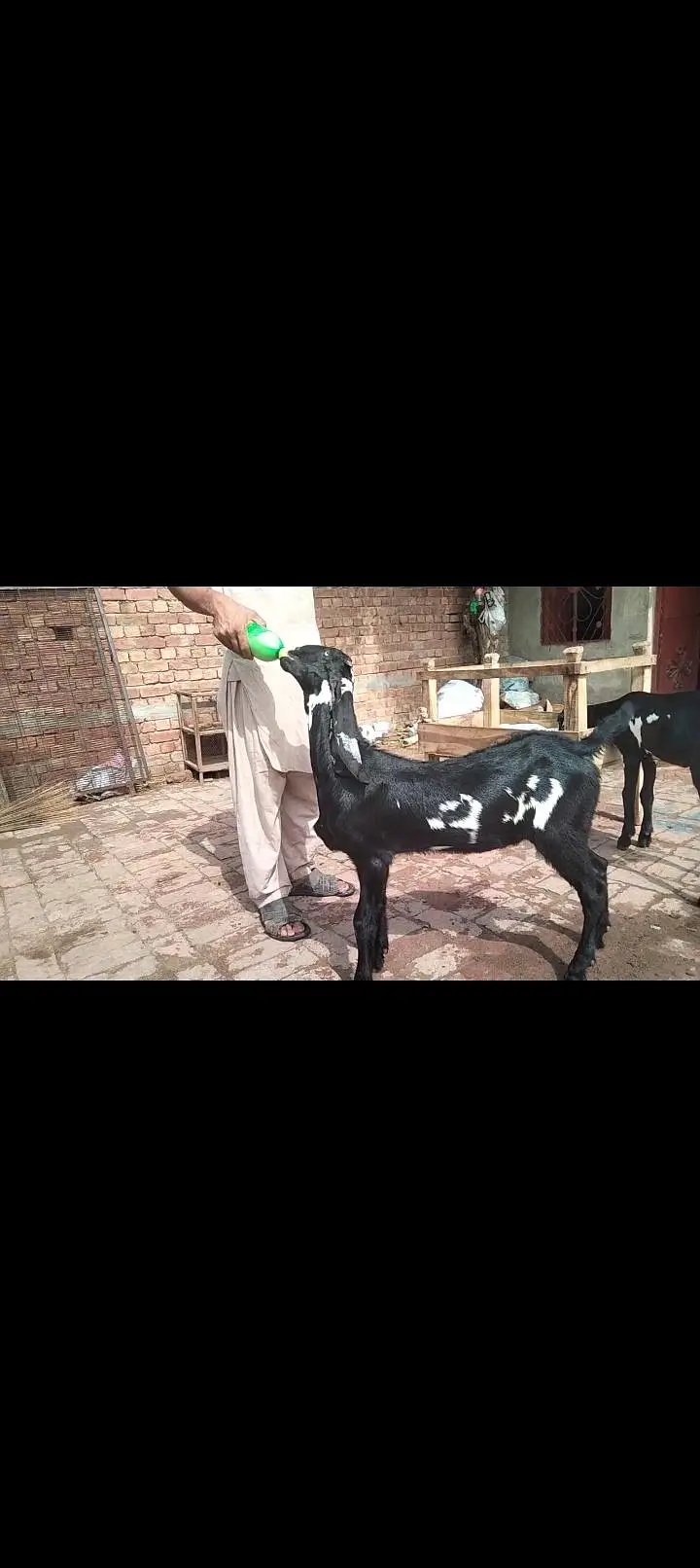 beetal Bakra breeder — photo 3