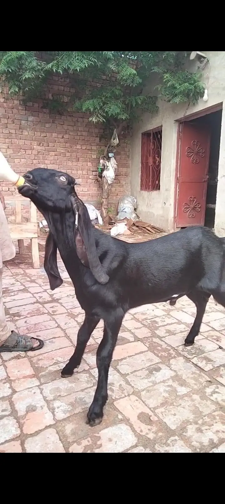 beetal Bakra breeder — photo 4