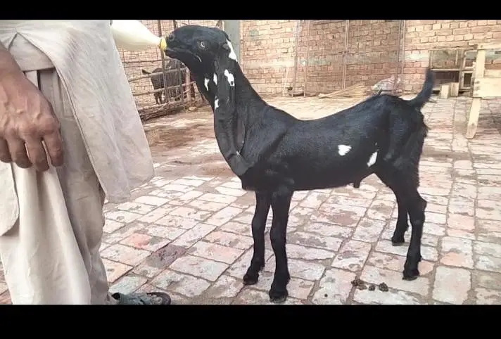 beetal Bakra breeder — photo 5