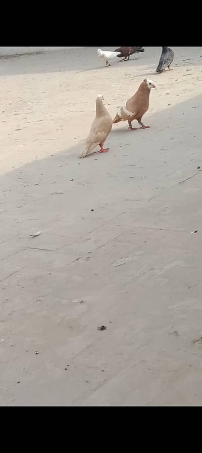 Jogi Pair
