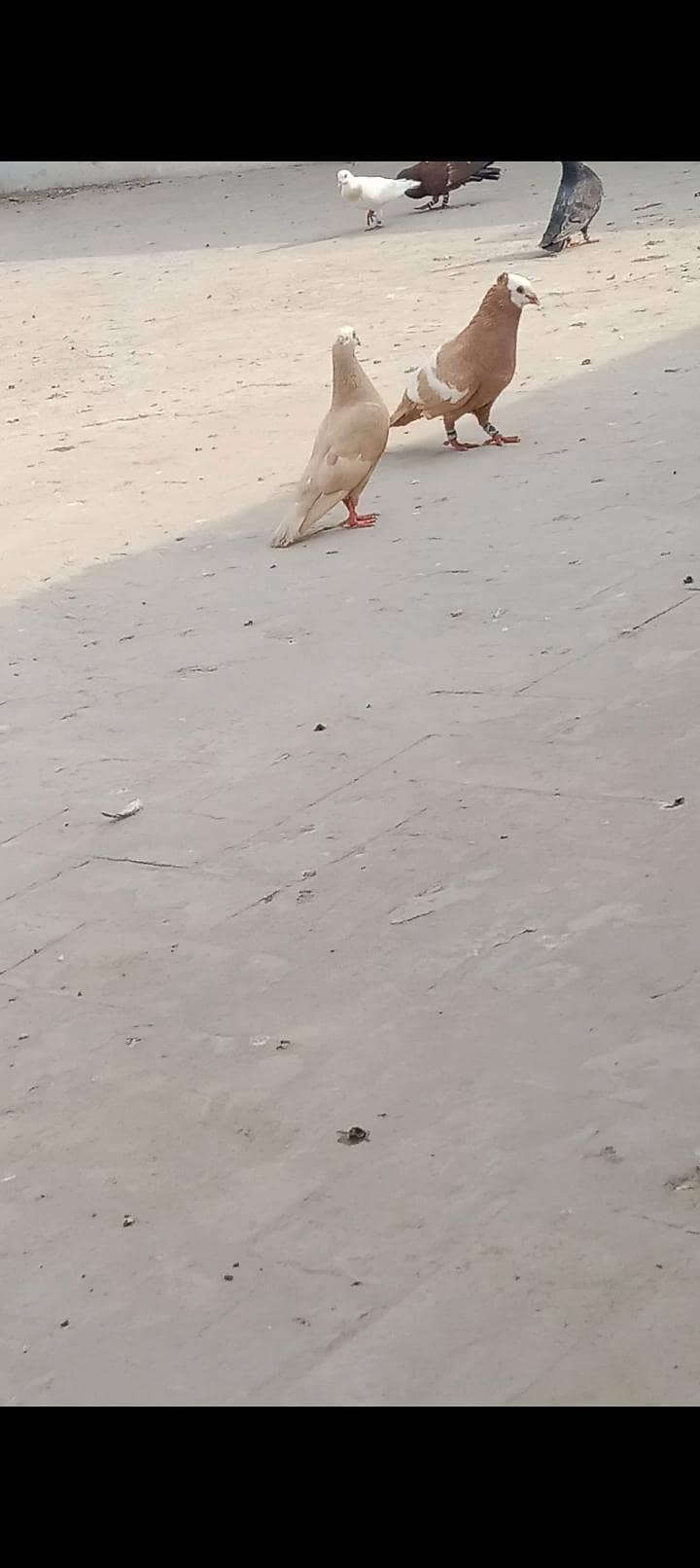 Jogi Pair 0