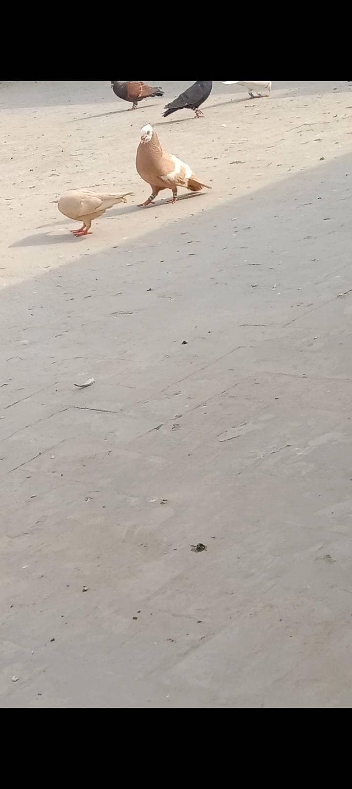 Jogi Pair 4