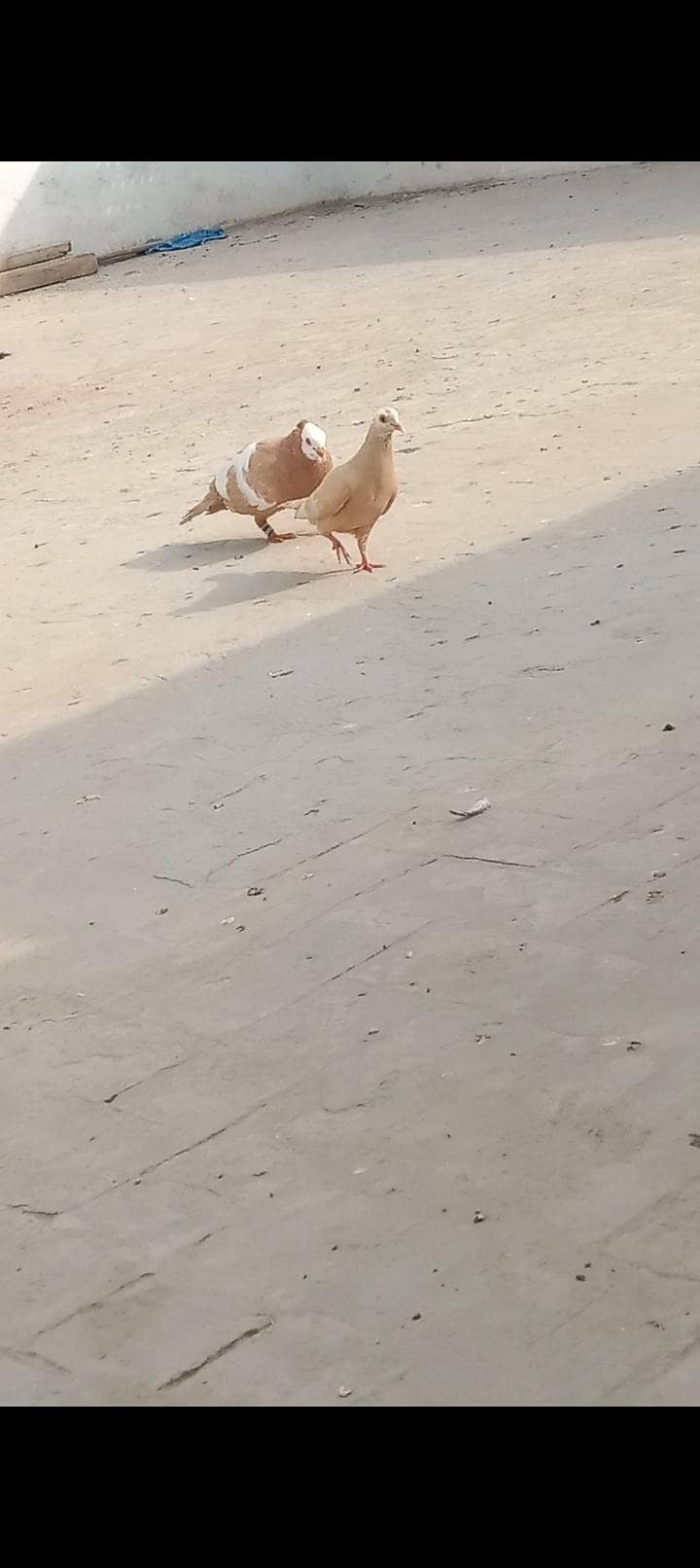 Jogi Pair 5