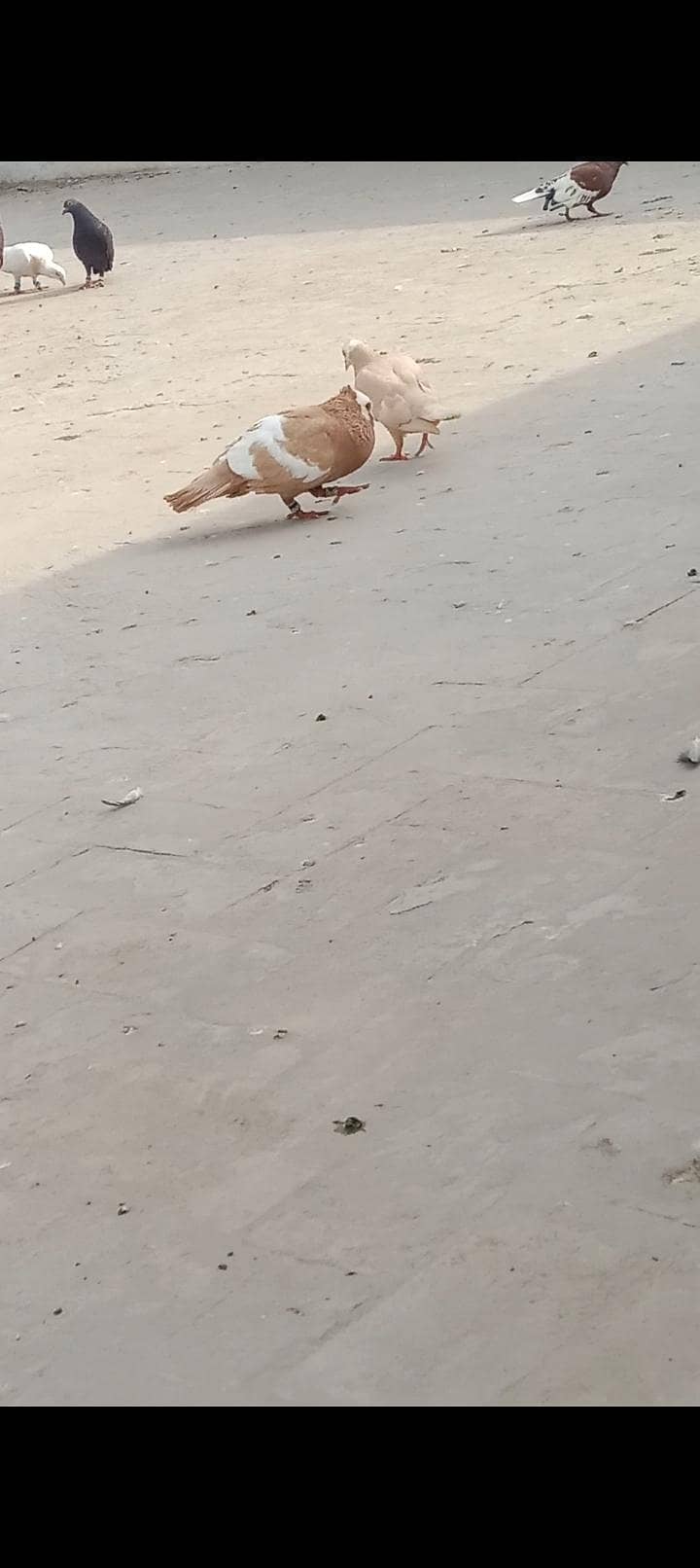Jogi Pair 6