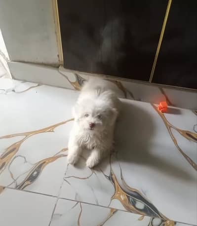 urgent sale