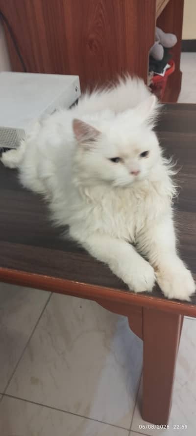 Persian Cat for Sale