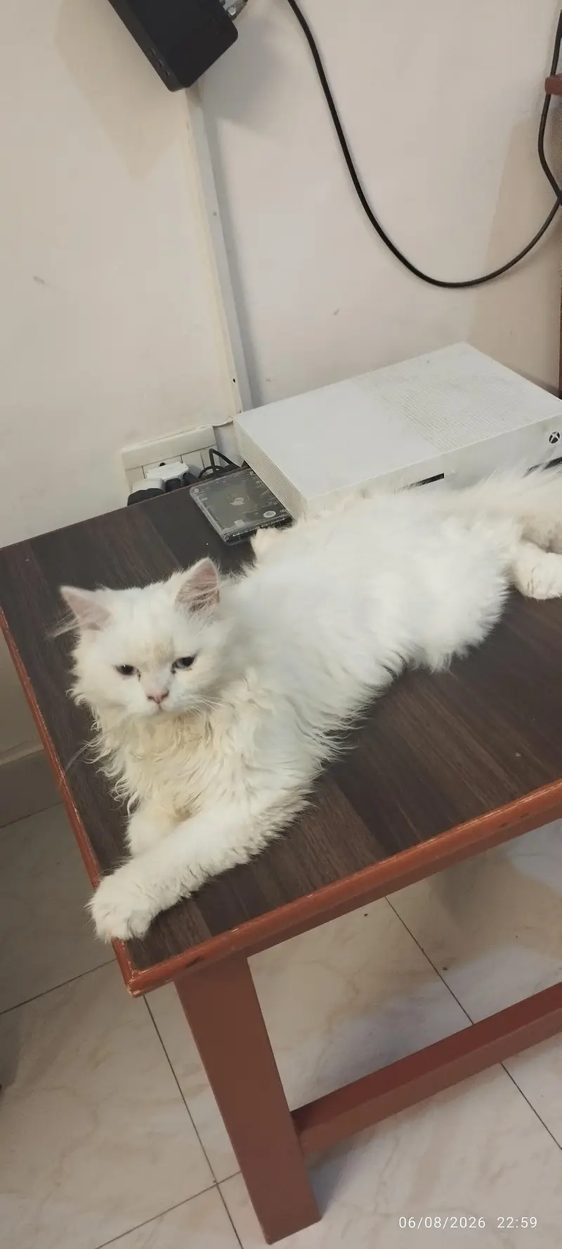 Persian Cat for Sale — photo 2
