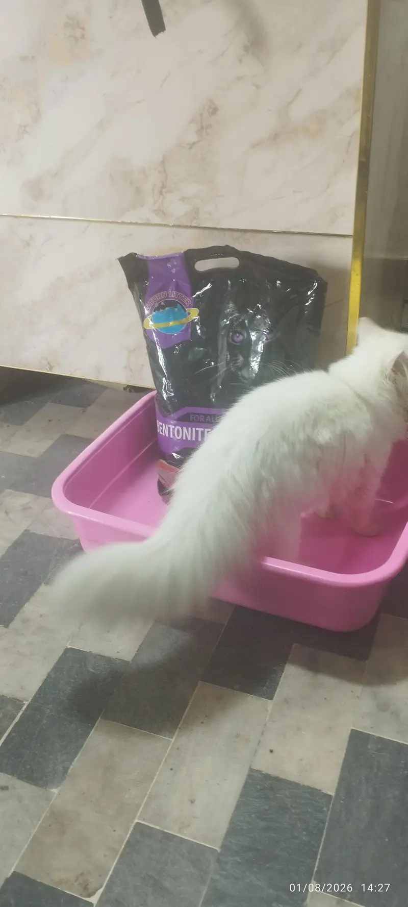 Persian Cat for Sale — photo 3