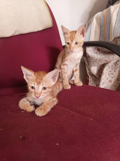kittens for adoption