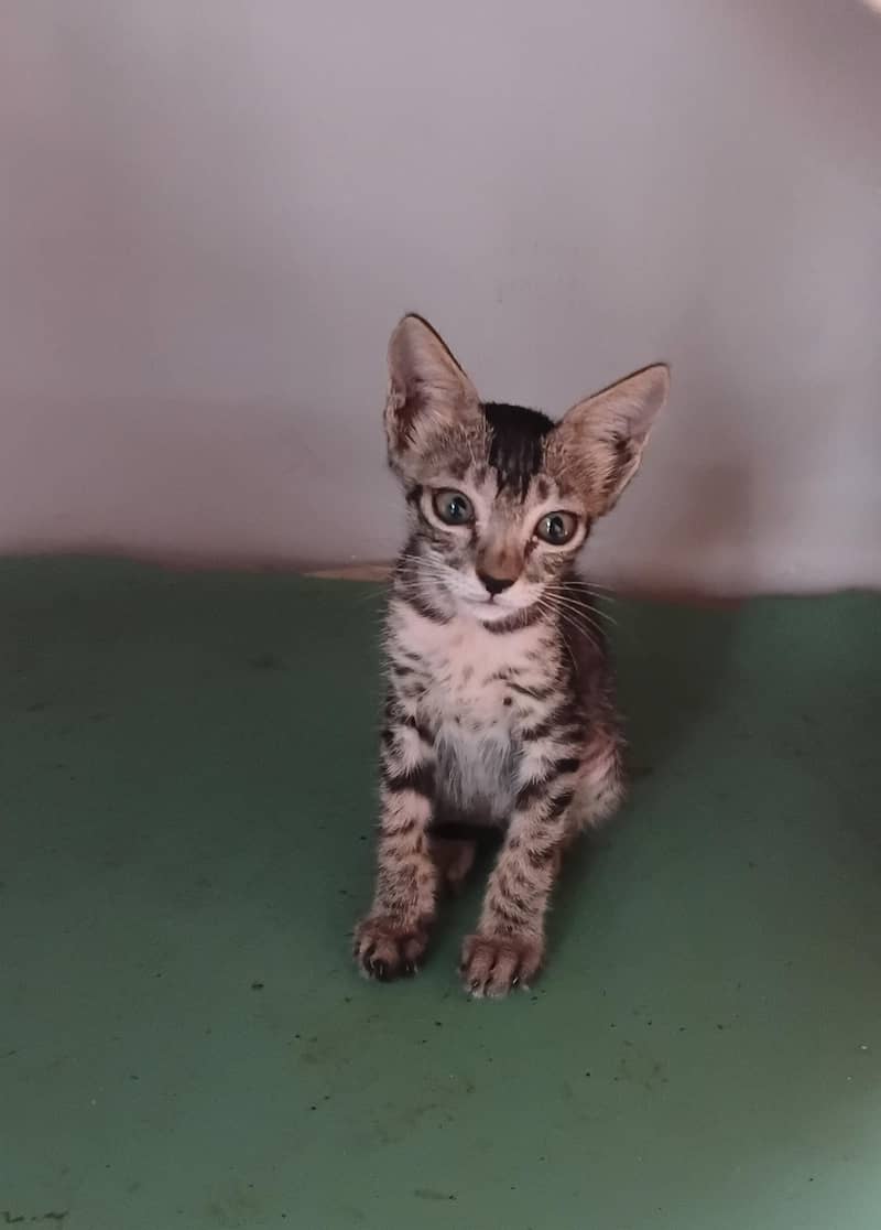 kittens for adoption 1