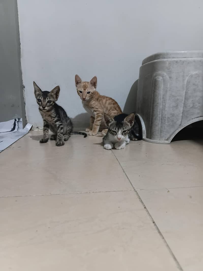 kittens for adoption 2