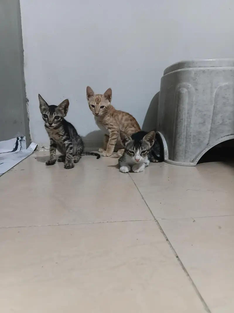 kittens for adoption — photo 3