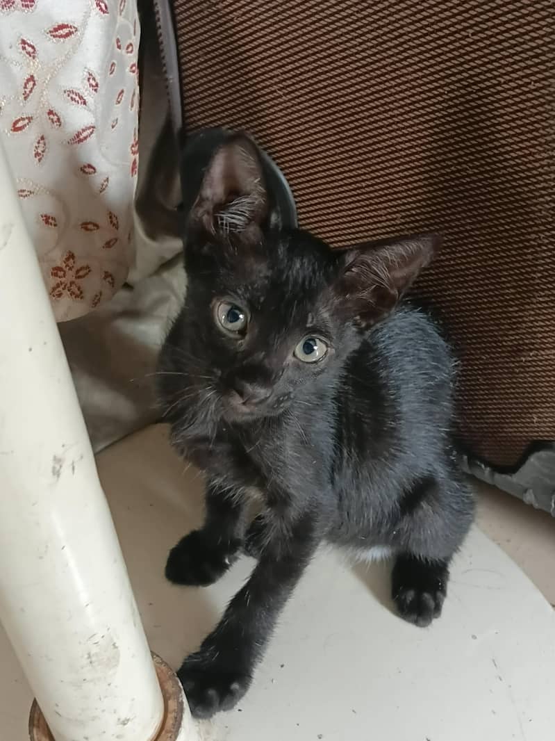 kittens for adoption 3