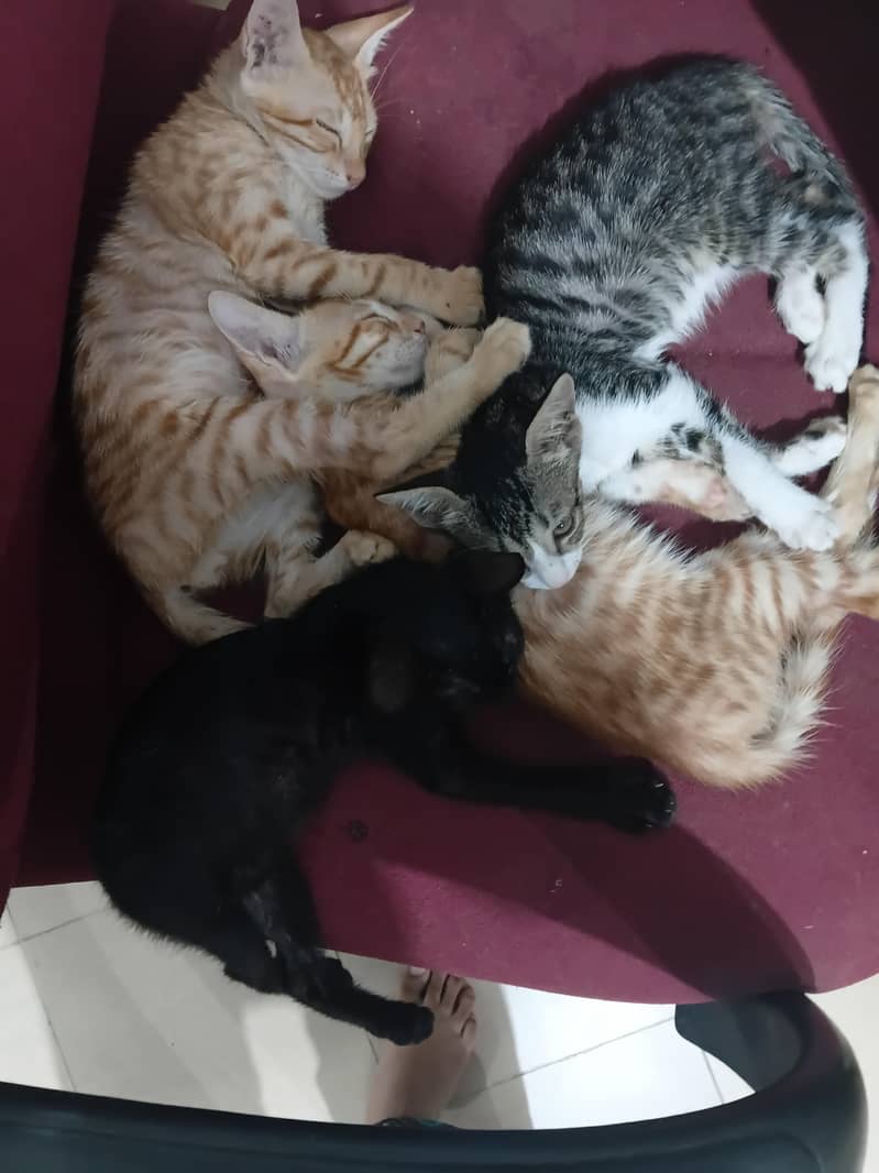 kittens for adoption 4