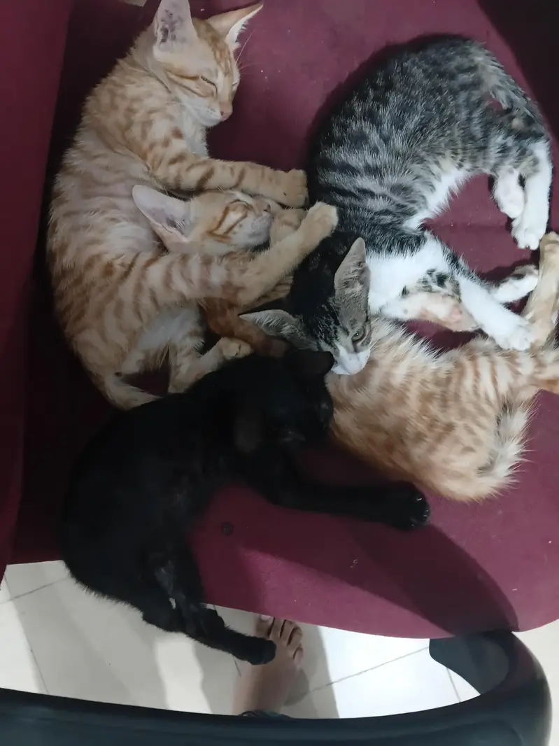 kittens for adoption — photo 5