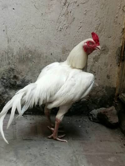 aseel heera murgha
