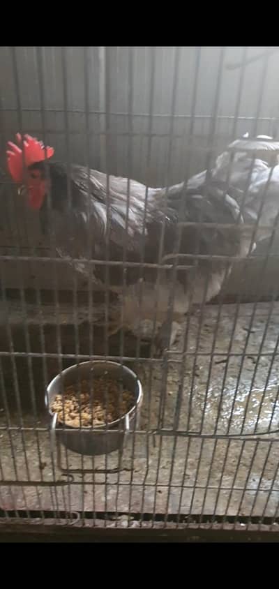 Blue Bentum Australorp Rooster Murgha