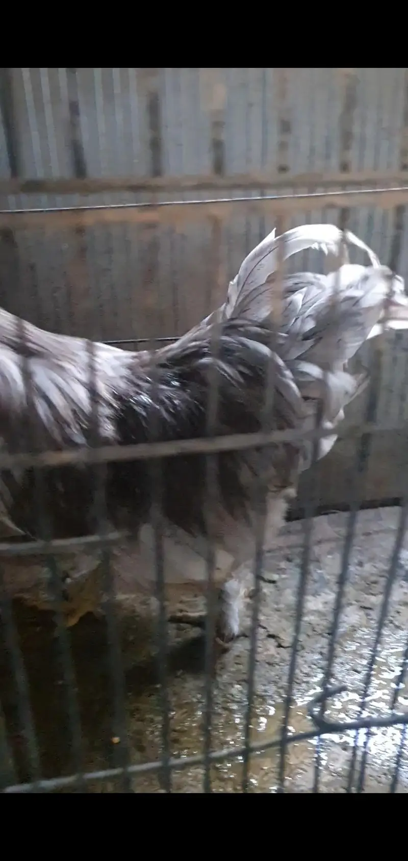 Blue Bentum Australorp Rooster Murgha — photo 2