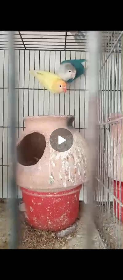 Lovebird Setup for Sale with Cage (NO OLX CHAT)