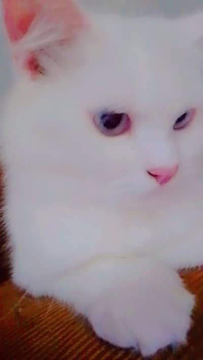 Male Adult Persian Cat for Urgent Sale