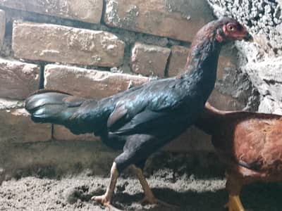 3500 ma for sale